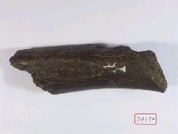 藏品(哺乳動物骨化石)的圖片